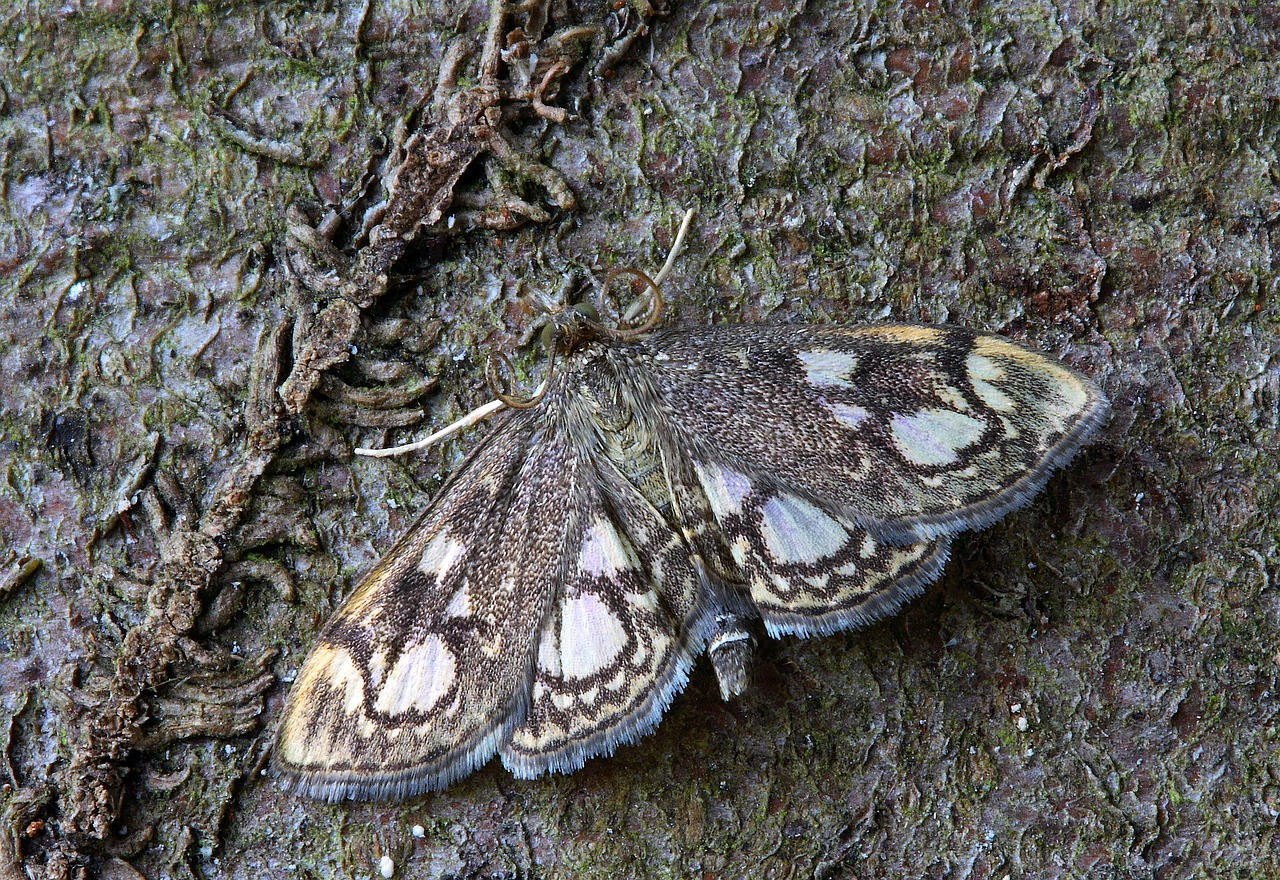 Drugys, Makro, Vabzdys, Lepidoptera, Bestuburiai, Dryžuotas, Lauke, Pyralid, Nemokamos Nuotraukos,  Nemokama Licenzija