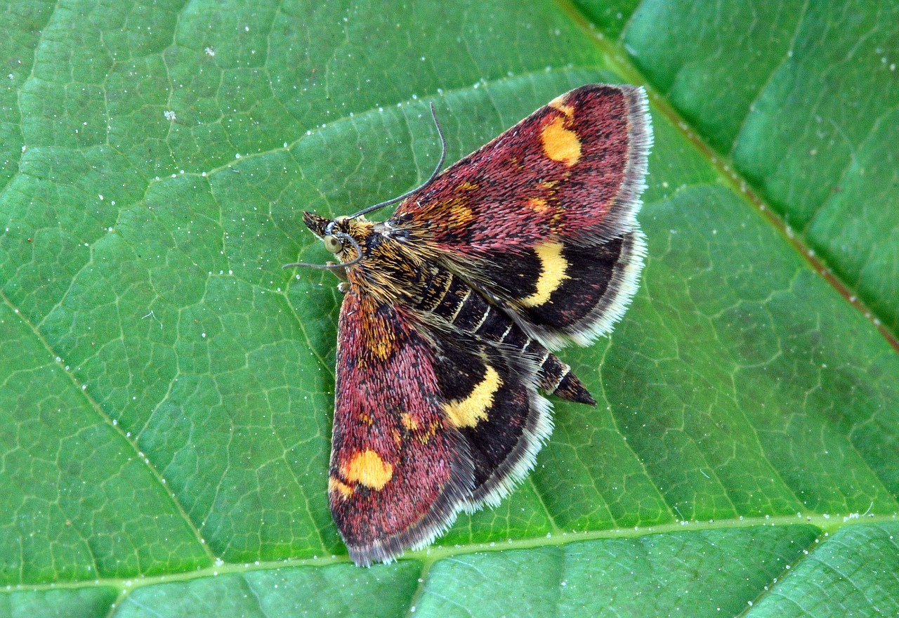 Drugys, Makro, Vabzdys, Lepidoptera, Bestuburiai, Dryžuotas, Lauke, Pyralid, Nemokamos Nuotraukos,  Nemokama Licenzija