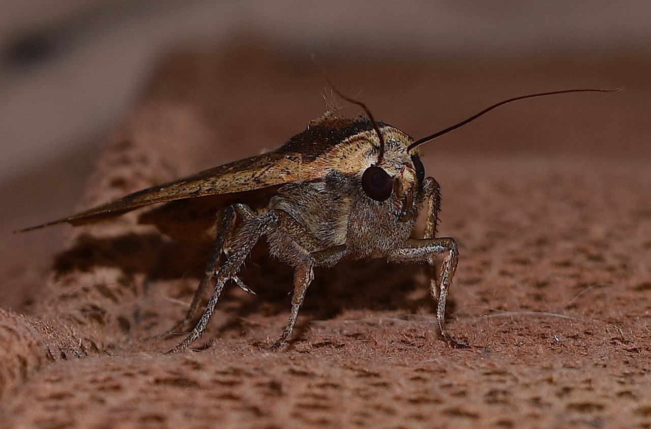 Drugys, Klaida, Vabzdys, Gyvūnas, Gamta, Sparnas, Laukinė Gamta, Fauna, Vasara, Makro