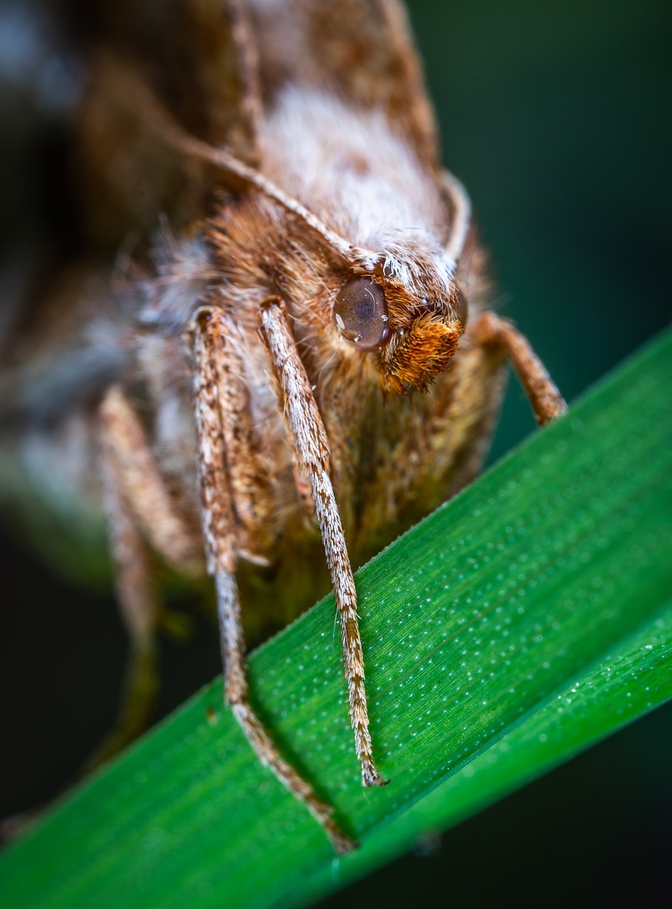 Drugys,  Vabzdys,  Lepidoptera,  Ašmenys Žolės, Nemokamos Nuotraukos,  Nemokama Licenzija