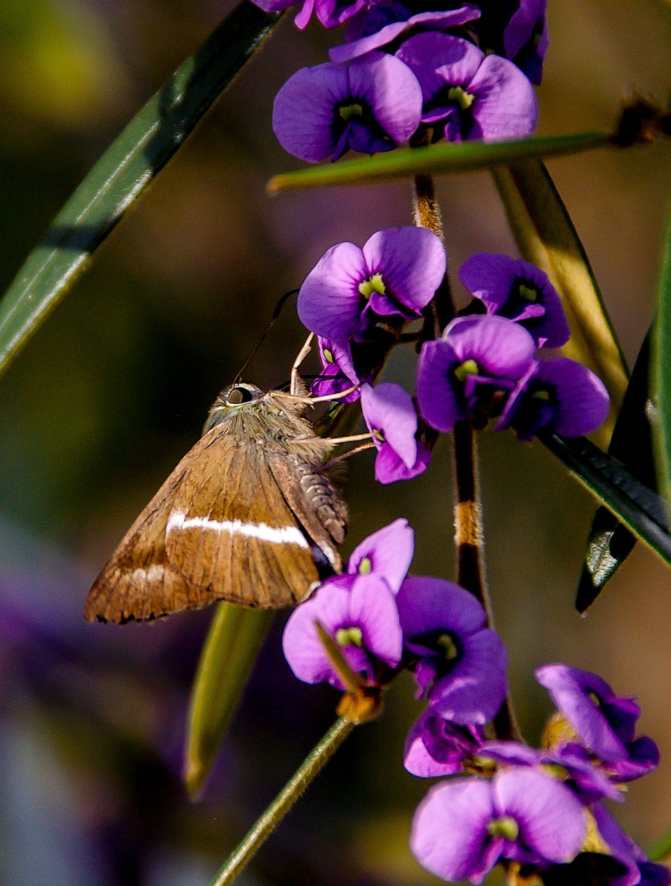 Drugys, Vabzdys, Ruda, Balta, Sparnai, Gėlės, Žiedas, Violetinė, Laukiniai, Queensland