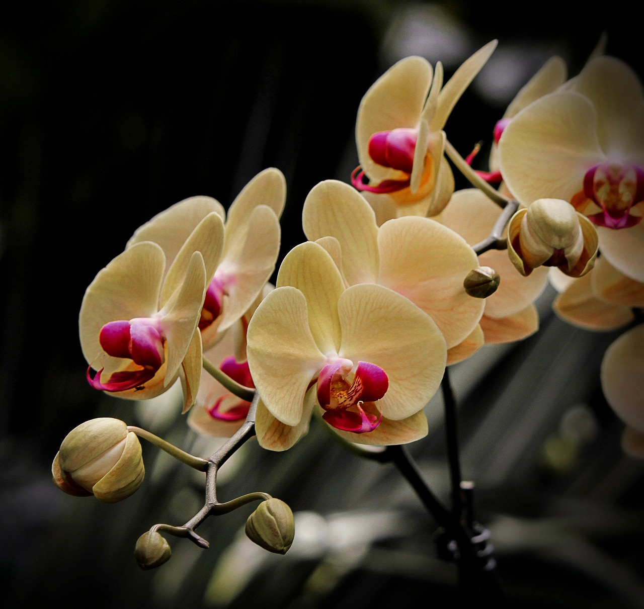 Melo Orchidėja, Phalaenopsis, Gėlės, Geltona, Grietinėlė, Pumpurai, Žiedas, Žydėti, Nemokamos Nuotraukos,  Nemokama Licenzija