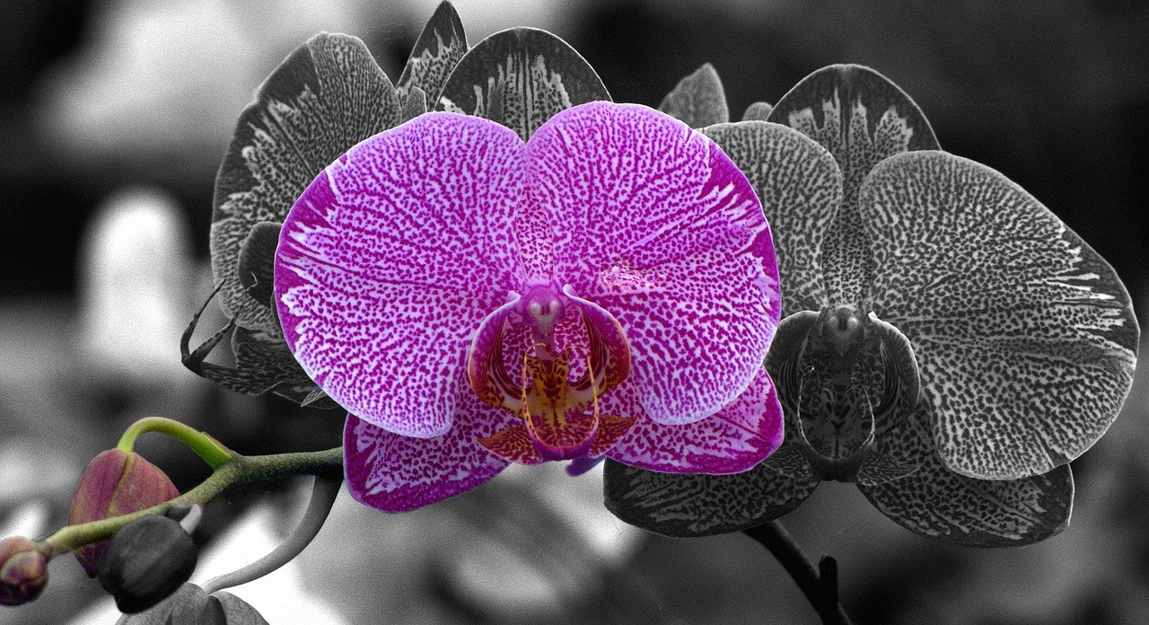 Melo Orchidėja, Gėlė, Sodininkystė, Phalaenopsis, Žiedlapiai, Atogrąžų, Žydėti, Violetinė, Botanikos, Subtilus