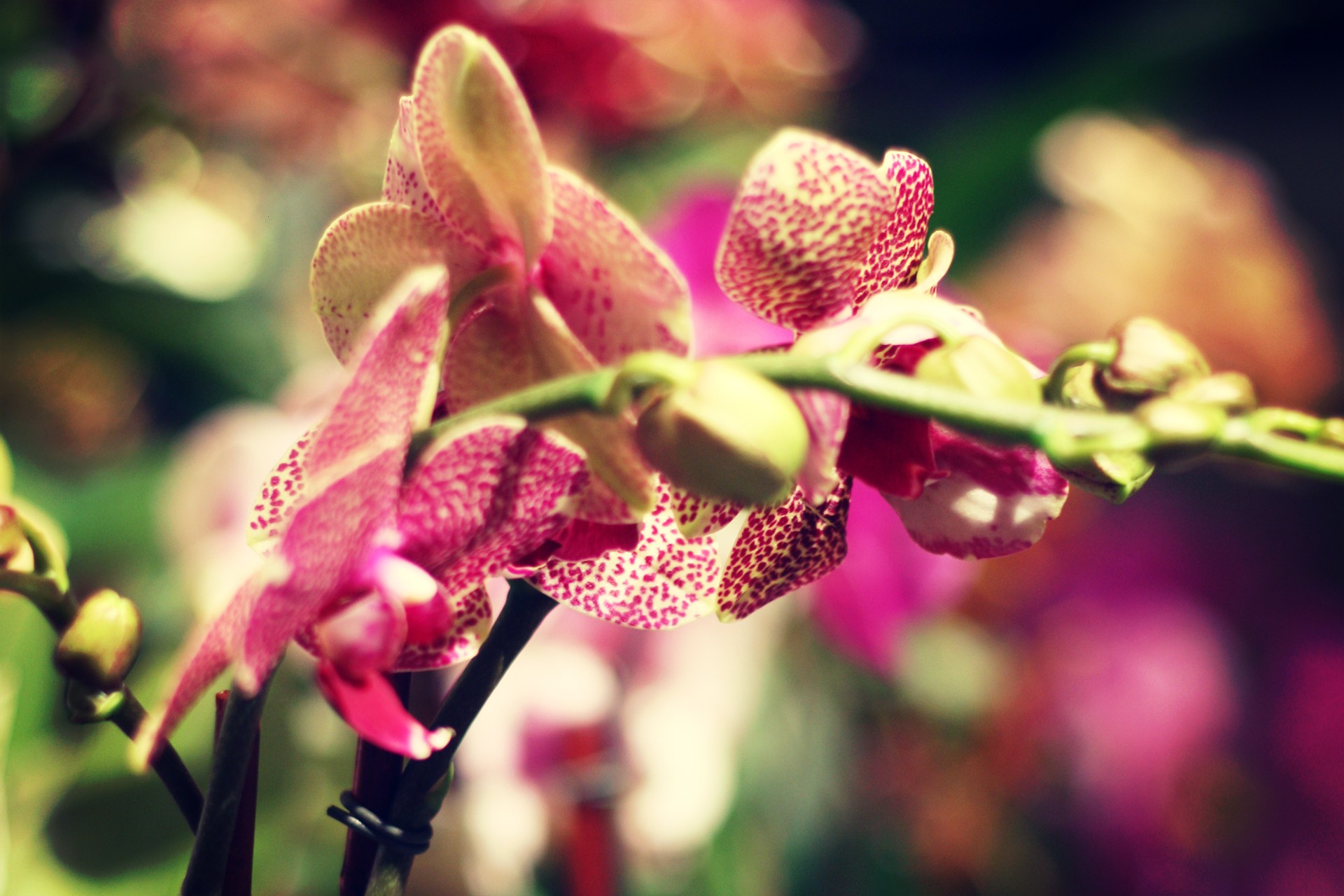 Orchidėja,  Moth & Nbsp,  Orchidėja,  Rožinis,  Pastebėtas,  Uždaryti & Nbsp,  Gamta,  Pasirinktinis & Nbsp,  Dėmesys,  Gėlė