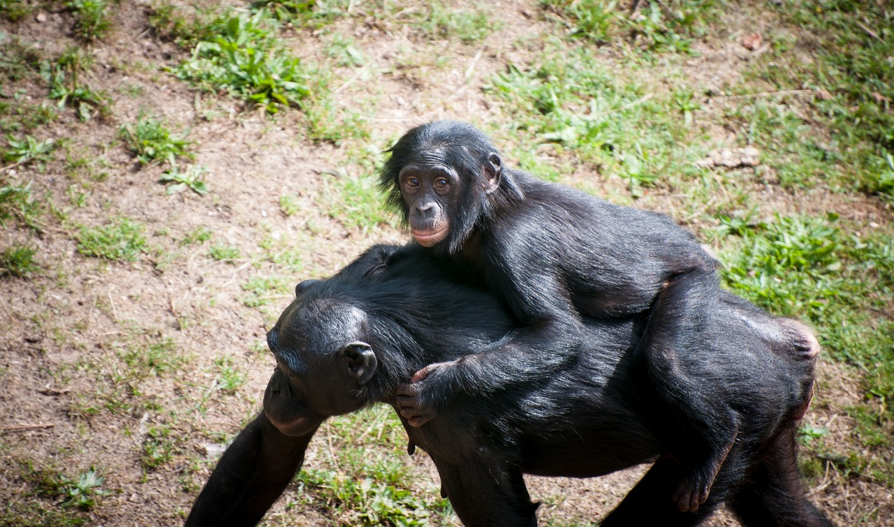 Šimpanzė, Motina, Vaikas, Laukinė Gamta, Zoologijos Sodas, Afrika, Laukiniai, Primatas, Juoda, Gamta