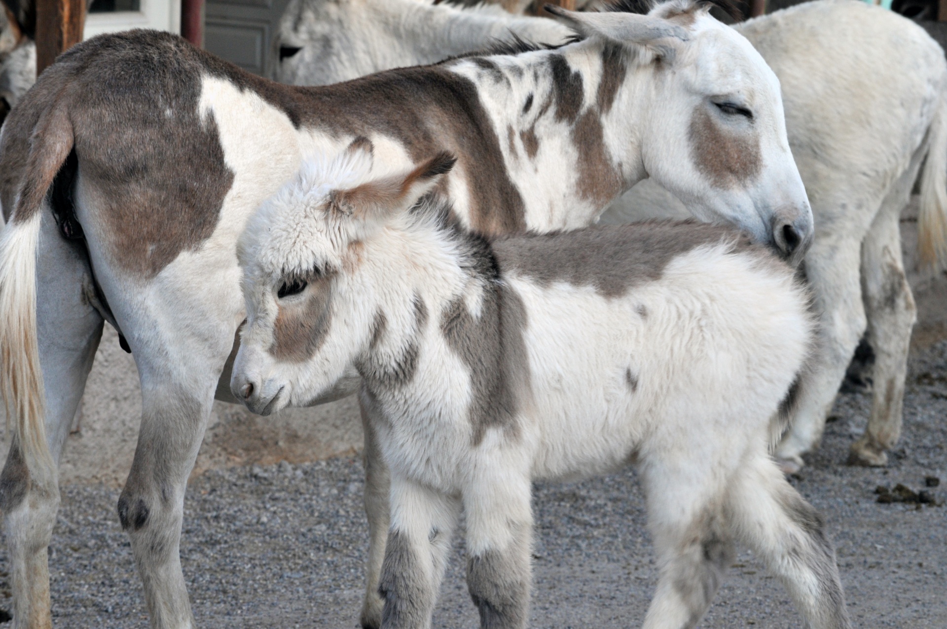 Asilas,  Asilai,  Asilas,  Asilai,  Kūdikis,  Kumeliukas,  Jenny,  Motina,  Arklinių Šeimos Gyvūnai,  Mielas