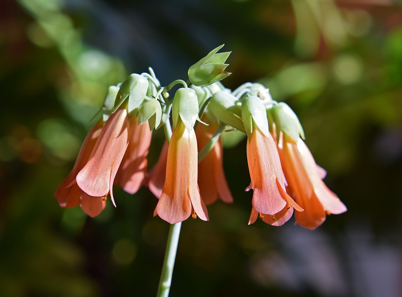 Milijonų Motina, Kalanchoe, Sultingas, Gėlės, Žiedas, Žydėti, Gamta, Oranžinė, Vazoninis Augalas, Patalpose