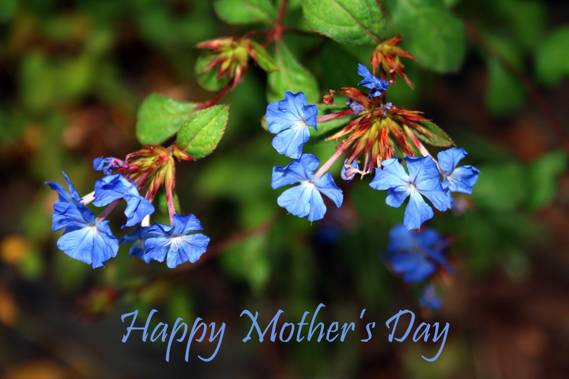 Gėlės,  Mėlynas,  Sveikinimai,  Motinos Dienos & Nbsp,  Motinos Diena, Nemokamos Nuotraukos,  Nemokama Licenzija