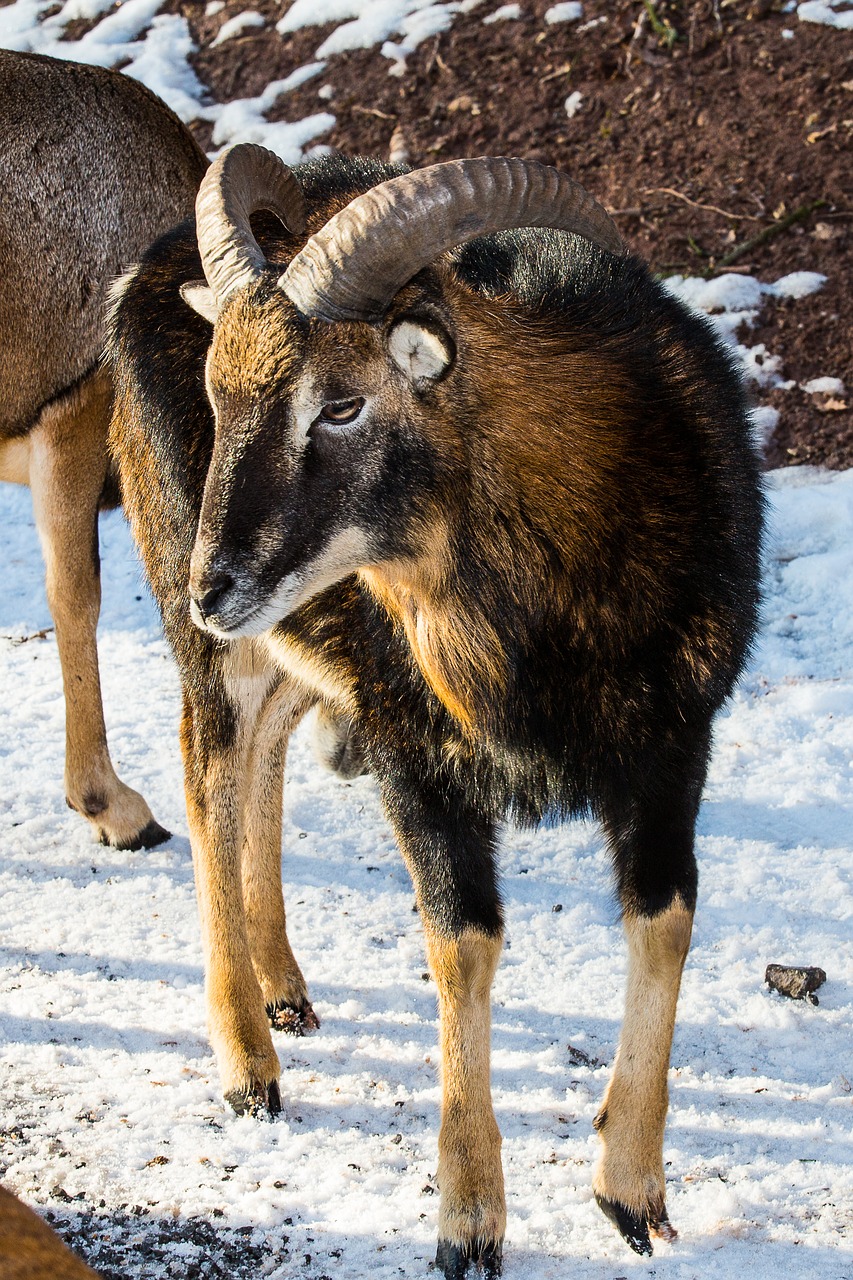 Mufloras, Avys, Žiemos Kailius, Ram, Ragai, Bock, Laukinės Avys, Nemokamos Nuotraukos,  Nemokama Licenzija