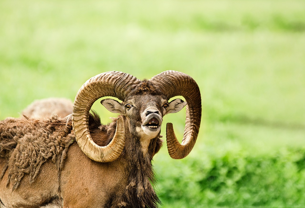 Mufloras, Laukinės Avys, Bock, Ragai, Paarhufer, Žinduolis, Žiemos Kailius, Sunaikinimas, Flehmen, Dominavimas