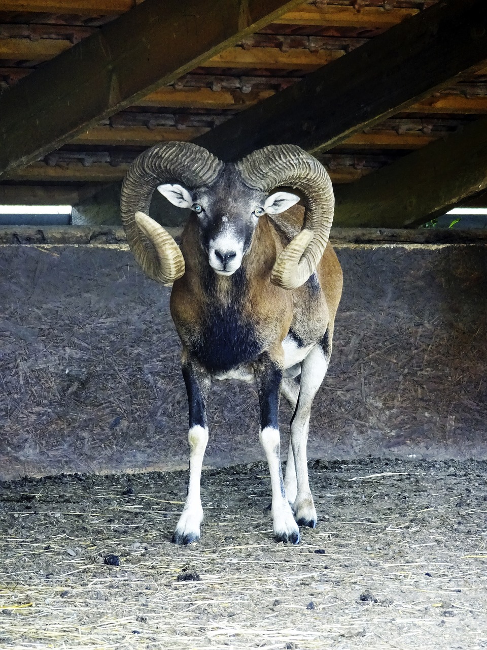 Mouflon, Gyvūnų, Zoologijos Sodas, Zveropark, Reviste, Slovakija, Žaidimas, Kanopiniai, Nemokamos Nuotraukos,  Nemokama Licenzija