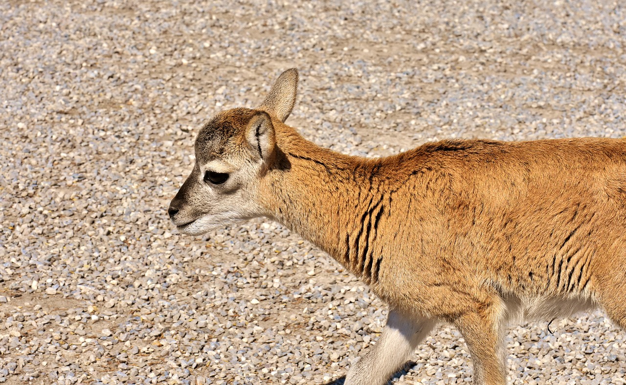 Mouflon,  Jauna Gyvūnų,  Avinas,  Laukinis Gyvūnas,  Europos Mouflon,  Kanopinių,  Raguotas,  Laukinių,  Ragai,  Paarhufer