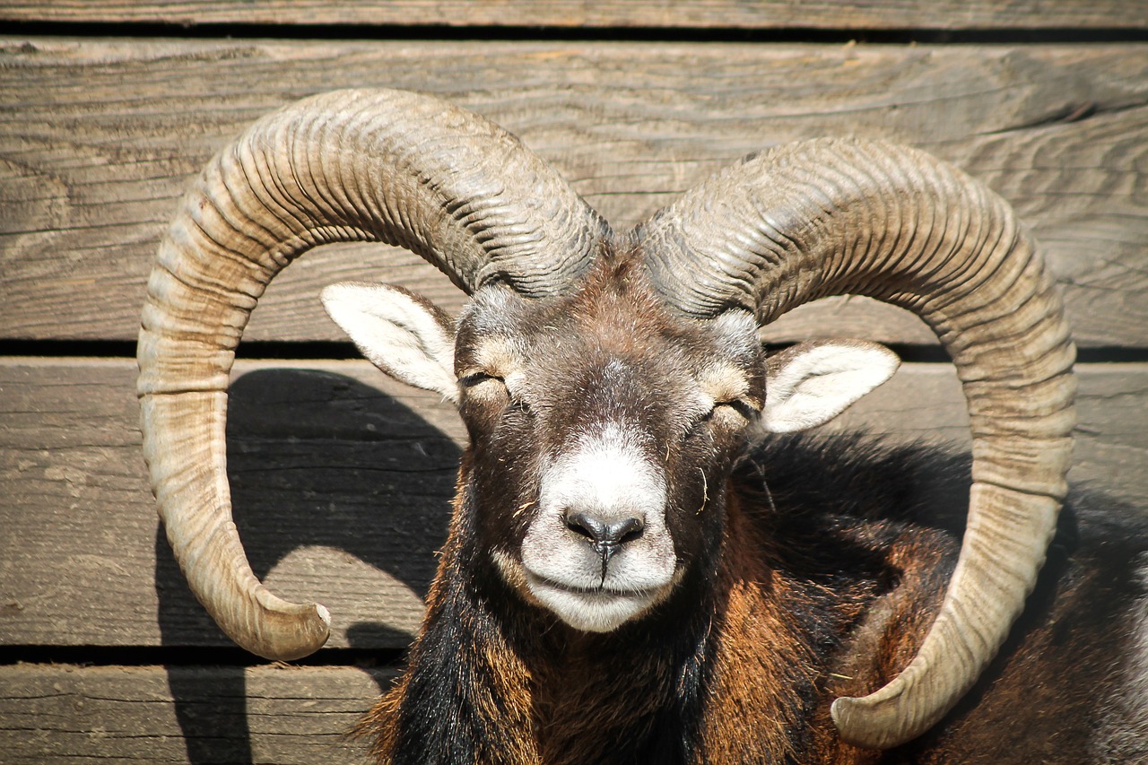 Mouflon,  Kanopiniai,  Ragas,  Lesley Tahitahi,  Portretas,  Pet Portretą,  Keturkojo,  Kanopų,  Grins,  Smile