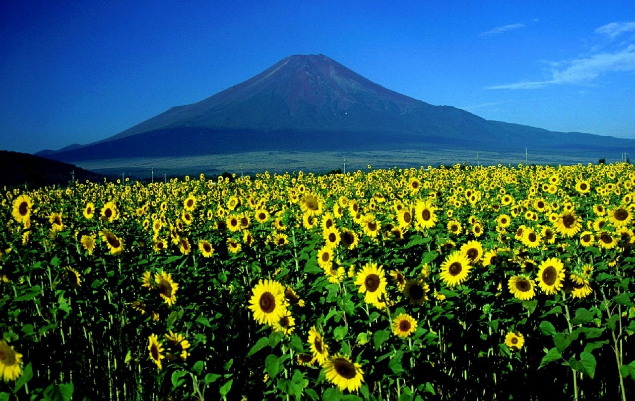Kalno Fuji, Saulėgrąžos, Kraštovaizdis, Japonija, Kalnas, Kaimas, Gėlės, Žydi, Žydi, Žemdirbystė