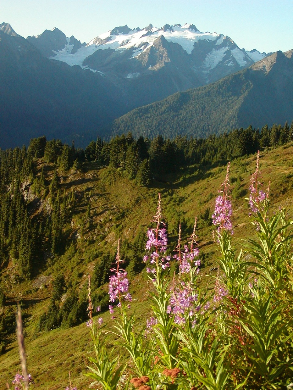 Mount Olympus, Olimpiniai Kalnai, Kraštovaizdis, Sniegas, Smailės, Medžiai, Vaizdingas, Vašingtonas, Kalvos, Kaimas