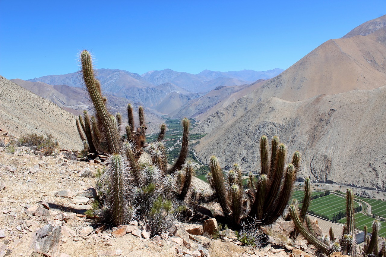 Kalnas, Čile, Paihuano, Kaktusas, Nemokamos Nuotraukos,  Nemokama Licenzija
