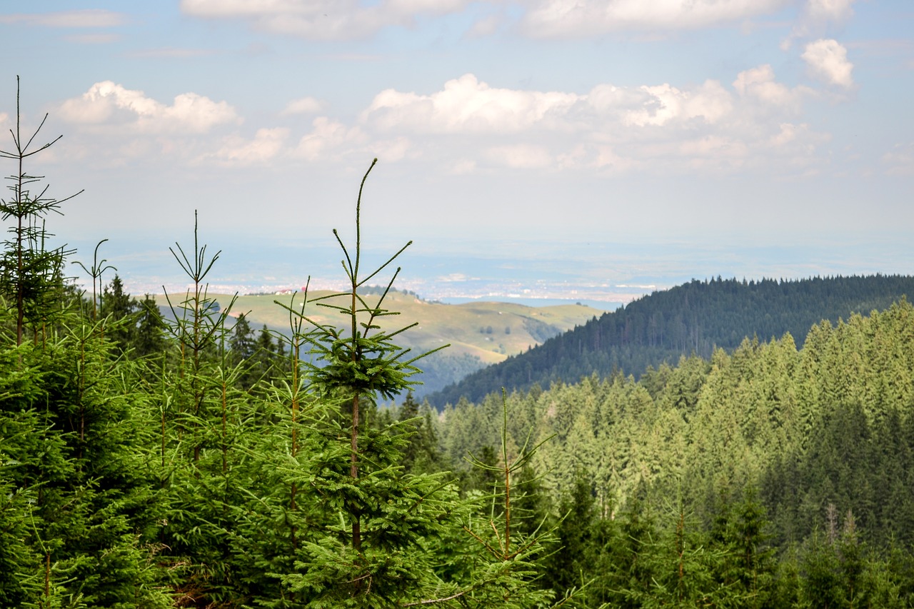 Kalnas, Kraštovaizdis, Medžiai, Kelionė, Miškas, Gamta, Vasara, Dangus, Mėlynas, Nemokamos Nuotraukos