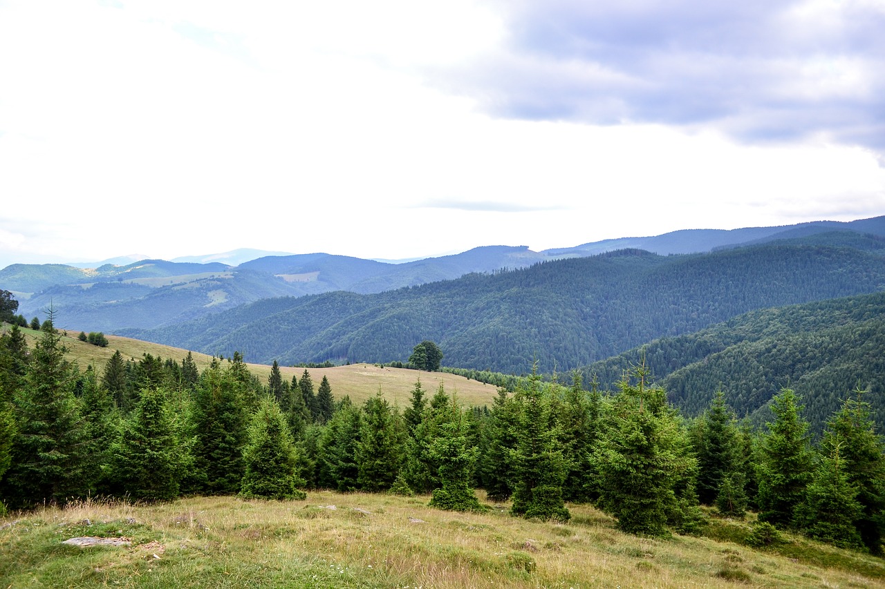 Kalnas, Kraštovaizdis, Medžiai, Kelionė, Miškas, Gamta, Vasara, Dangus, Mėlynas, Nemokamos Nuotraukos