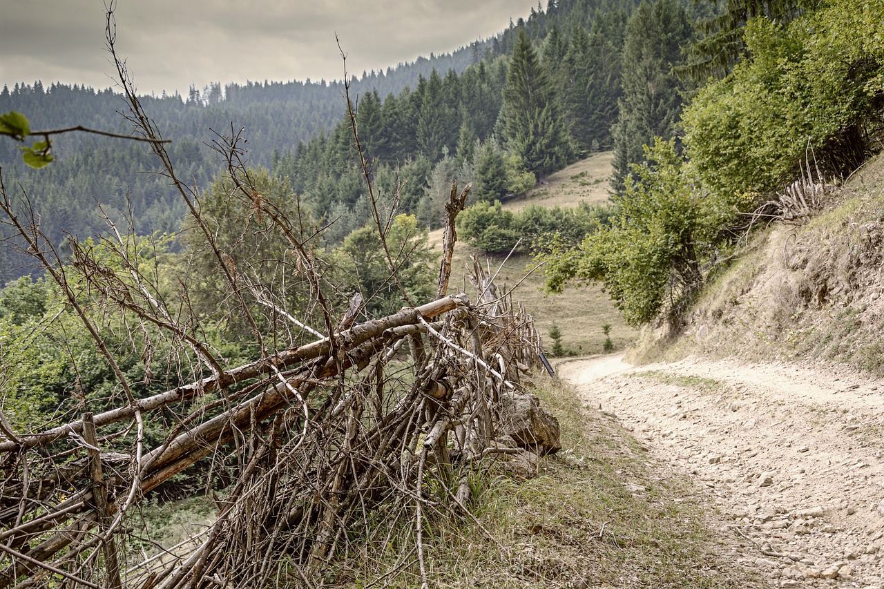 Kalnas, Kelias, Medžiai, Miškas, Medinė Tvora, Gamta, Šalis, Lauke, Kelias, Nemokamos Nuotraukos