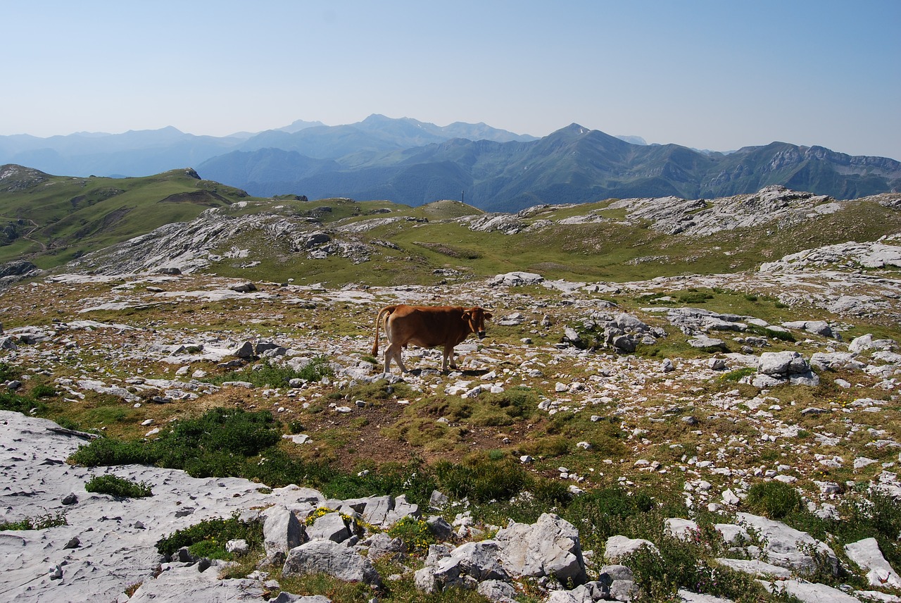 Kalnas, Picos De Europa, Gamta, Kraštovaizdis, Karvė, Kalnų Peizažas, Nemokamos Nuotraukos,  Nemokama Licenzija