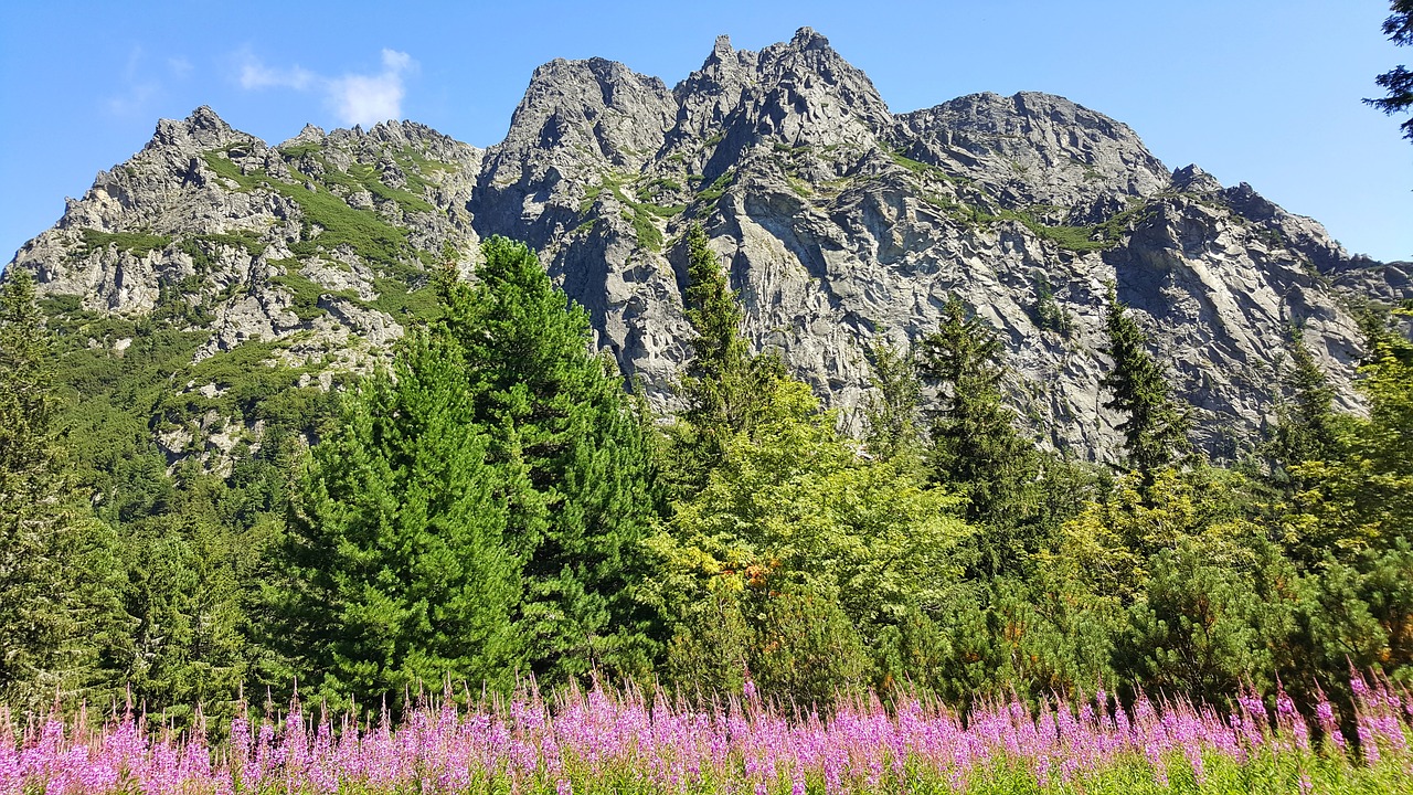 Kalnas, Gamta, Gėlės, Nemokamos Nuotraukos,  Nemokama Licenzija