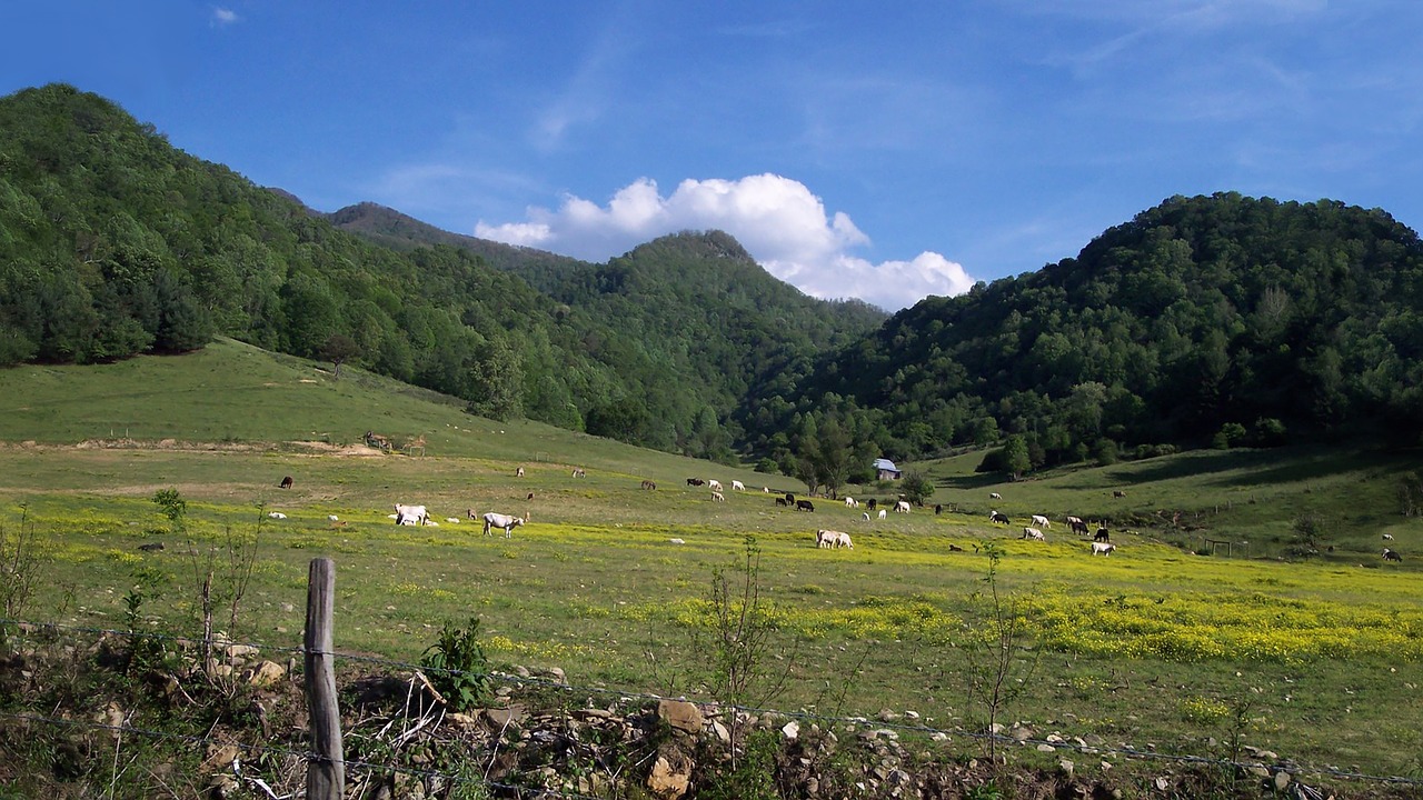 Kalnas, Ganykla, Bukolinis, Bandas, Karvės, Panorama, Uolėti Kalnai, Gamta, Žolė, Kraštovaizdis