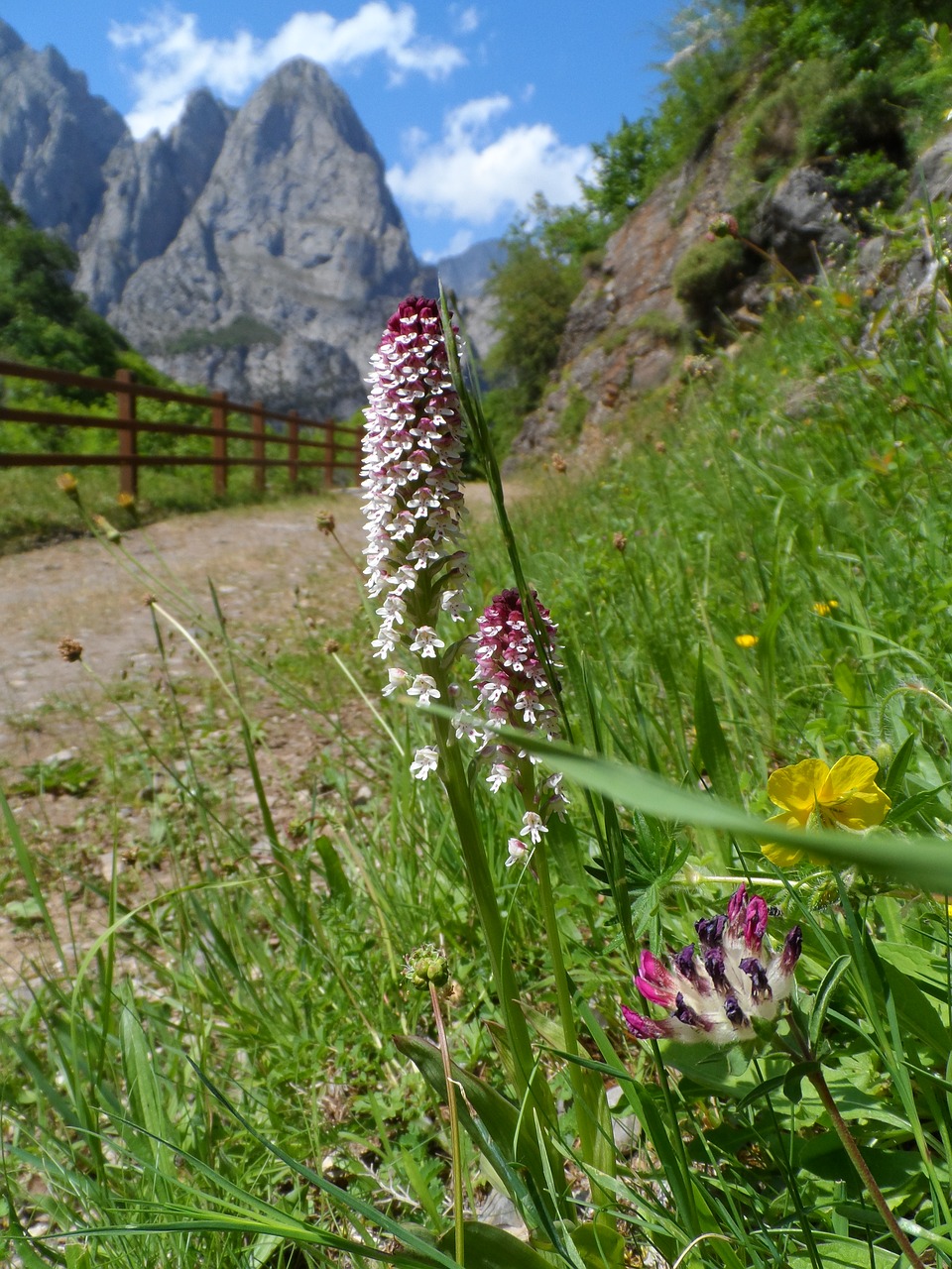 Kalnų,  Gėlė,  Orchidėjų,  Prado, Nemokamos Nuotraukos,  Nemokama Licenzija