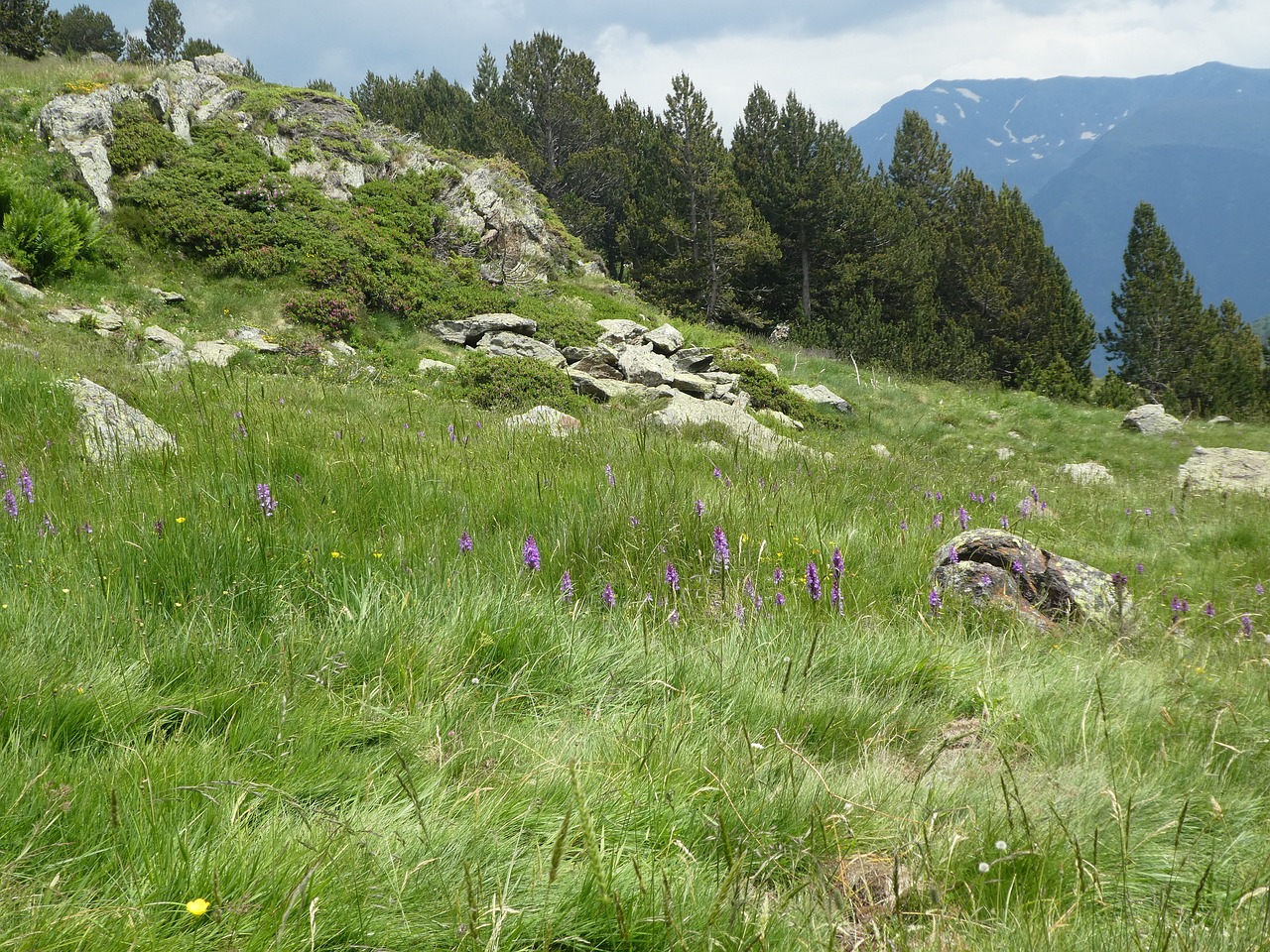 Kalnų,  Gėlės,  Andora, Nemokamos Nuotraukos,  Nemokama Licenzija