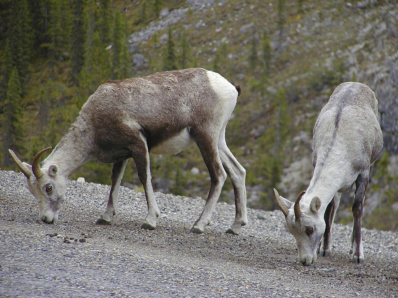 Kalnas, Avys, Gyvūnas, Kanidino Rockies, Kanada, Fauna, Laukinė Gamta, Kankinti, Uolėti Kalnai, Nemokamos Nuotraukos