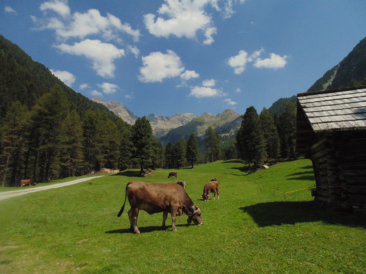 Kalnas, Karvės, Karvė, Prato, Ganykla, Miškas, Alp, Kraštovaizdis, Gamta, Žolė