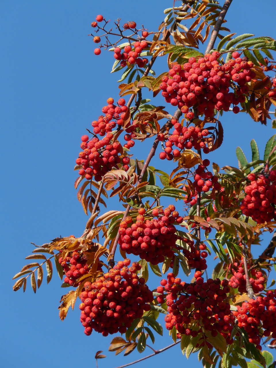 Kalnų Pelenai, Pelenai, Rowan, Sorbus Aucuparia, Pyrus Aucuparia, Lapuočių Medis, Haw, Sorbus, Vaisiai, Raudona