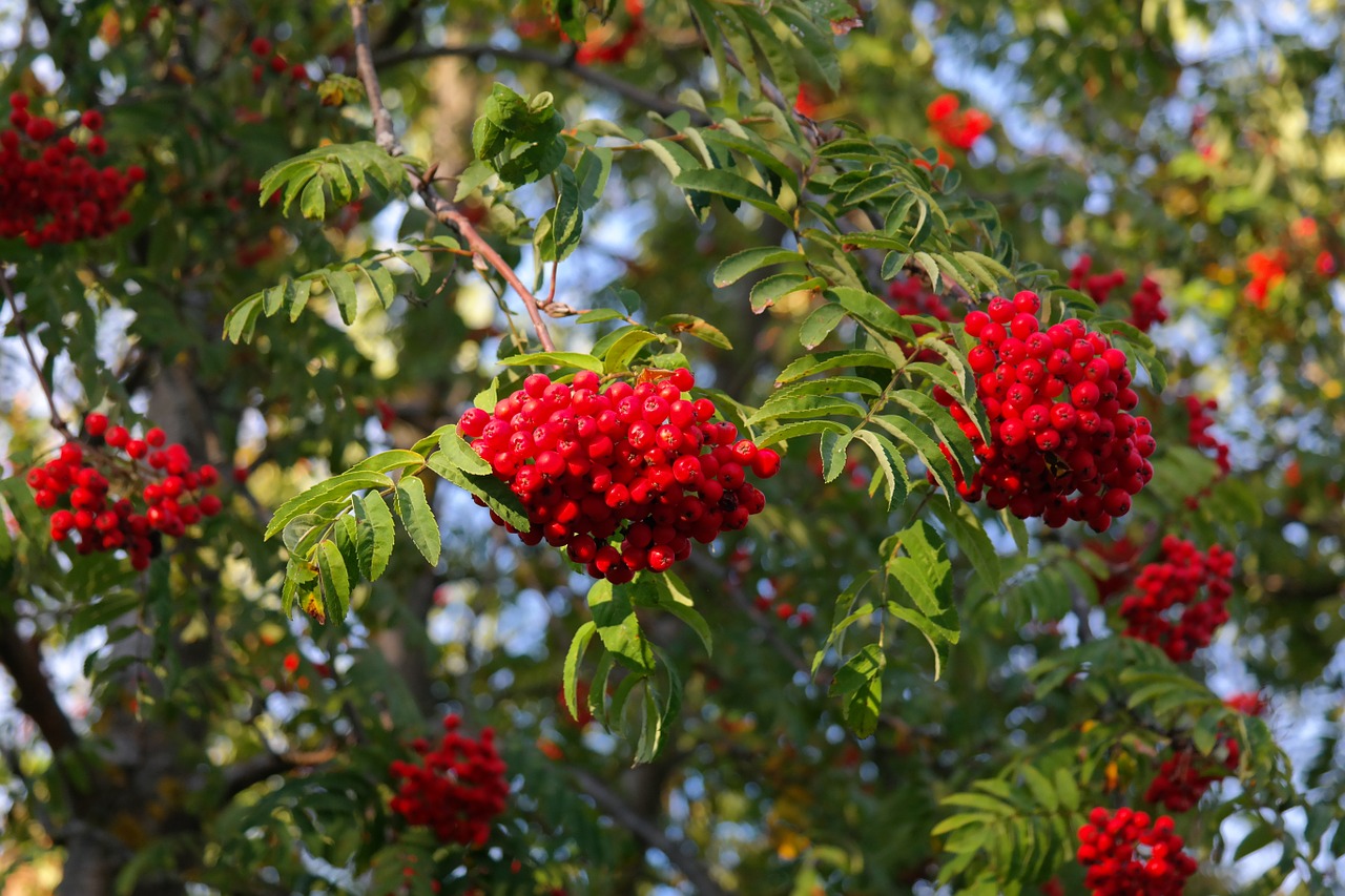 Kalnų Pelenai, Pelenai, Uogos, Raudona, Rowan, Sorbus Aucuparia, Pyrus Aucuparia, Lapuočių Medis, Haw, Sorbus