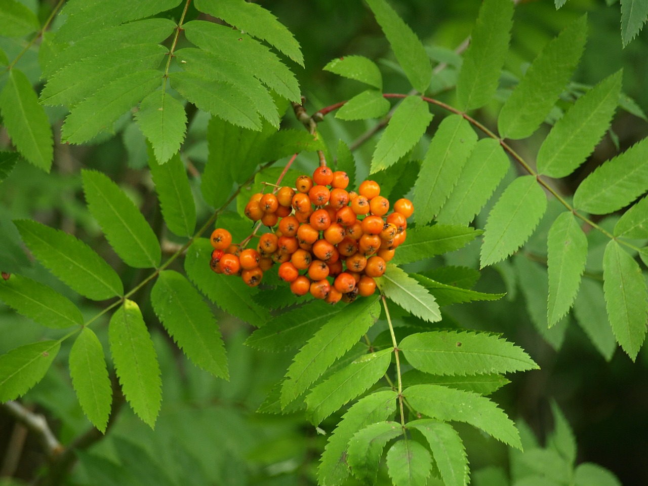 Kalnų Pelenai, Rowan, Uogos, Vaisiai, Oranžinė, Nemokamos Nuotraukos,  Nemokama Licenzija