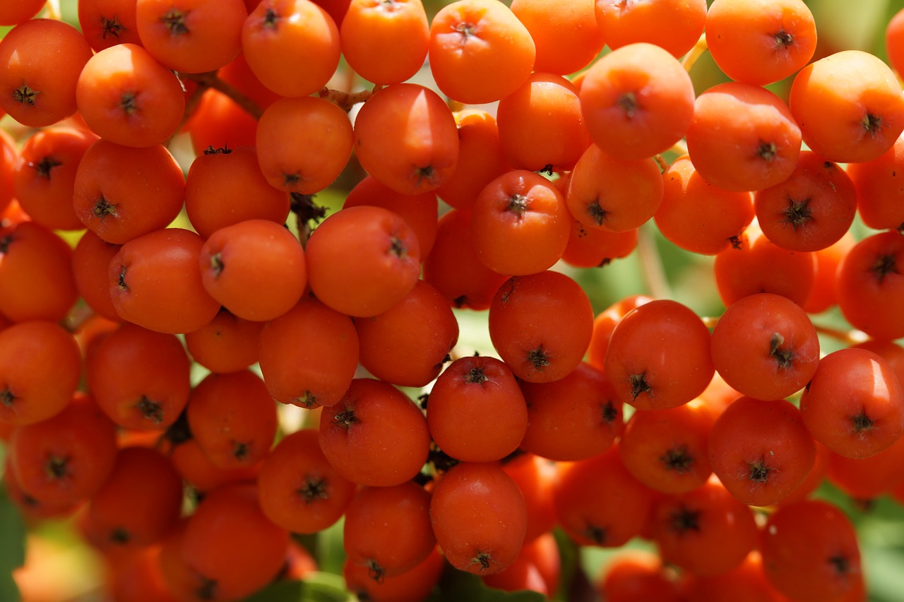 Kalnų Pelenai, Raudona, Uogos, Paprastosios Gervuogės, Uždaryti, Makro, Oranžinė, Vasara, Vaisiai, Derlius