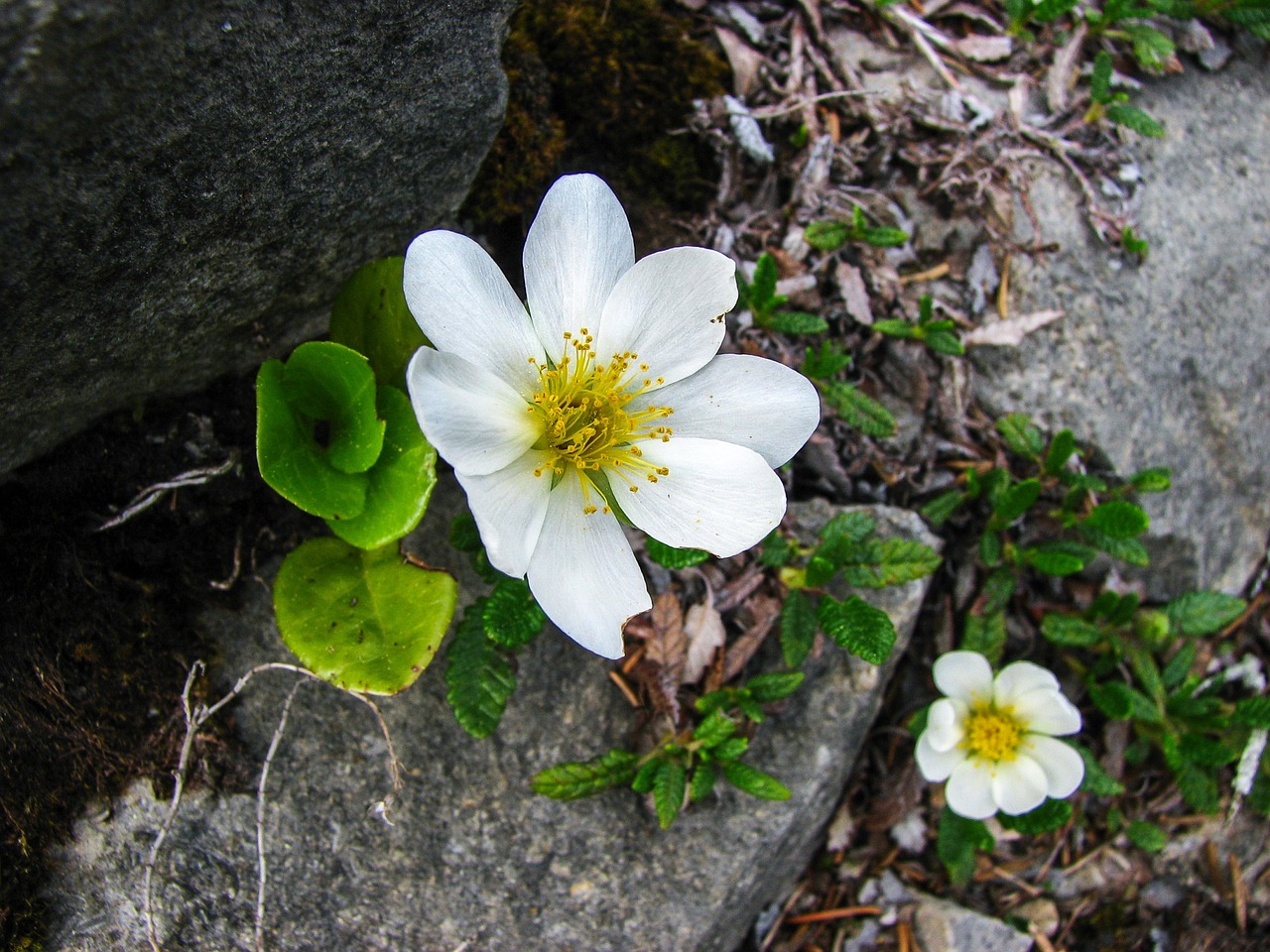 Kalnų Avens, Alpių Gėlė, Alpių Flora, Alpių Augalas, Dryas Octopetala, Žiedas, Žydėti, Gėlė, Rožių Šiltnamius, Medžiojamasis Krūmas