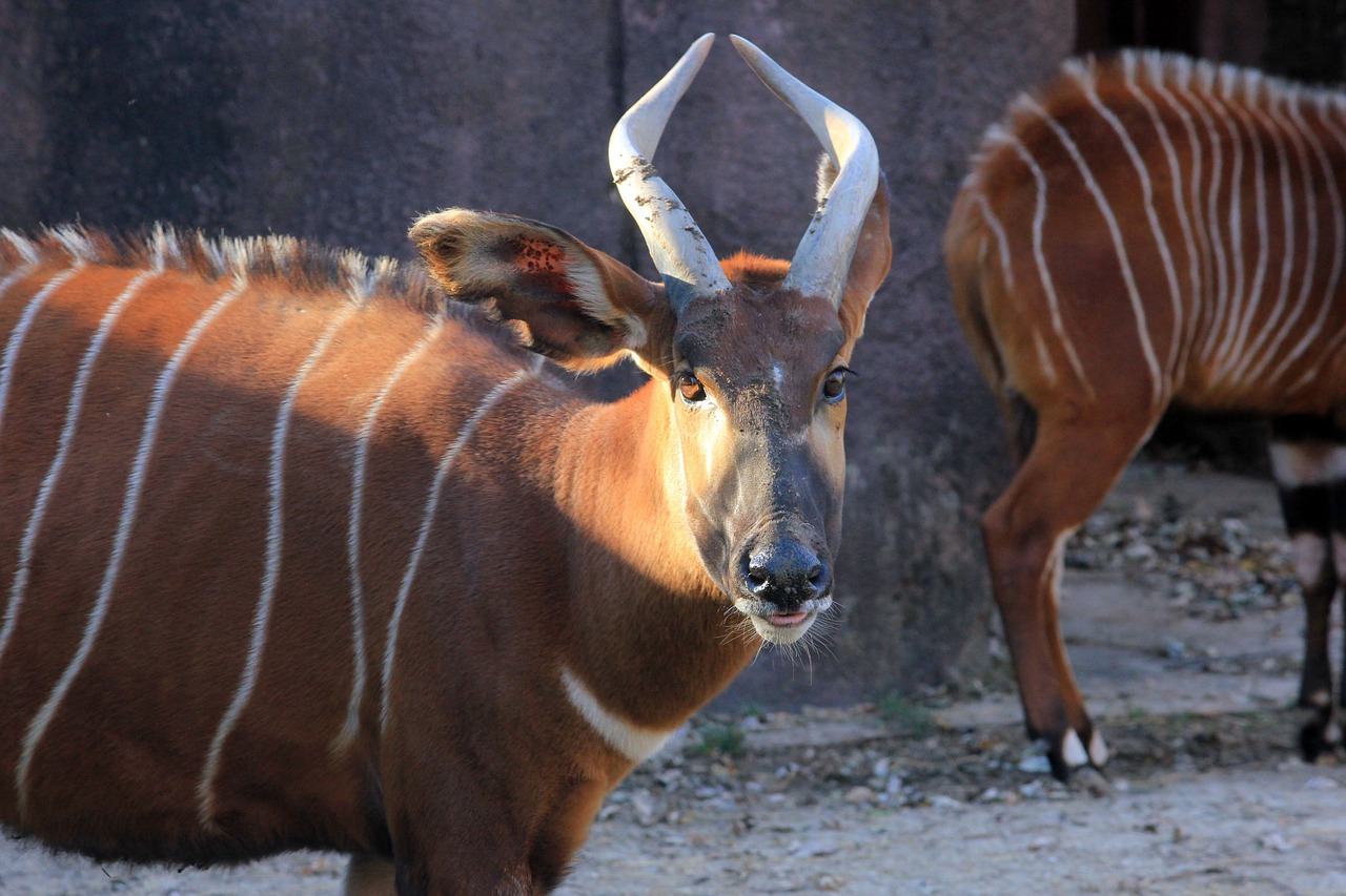 Kalnų Bongo, Bongo, Gyvūnas, Laukinė Gamta, Laukiniai, Zoologija, Žinduolis, Rūšis, Dykuma, Aplinka