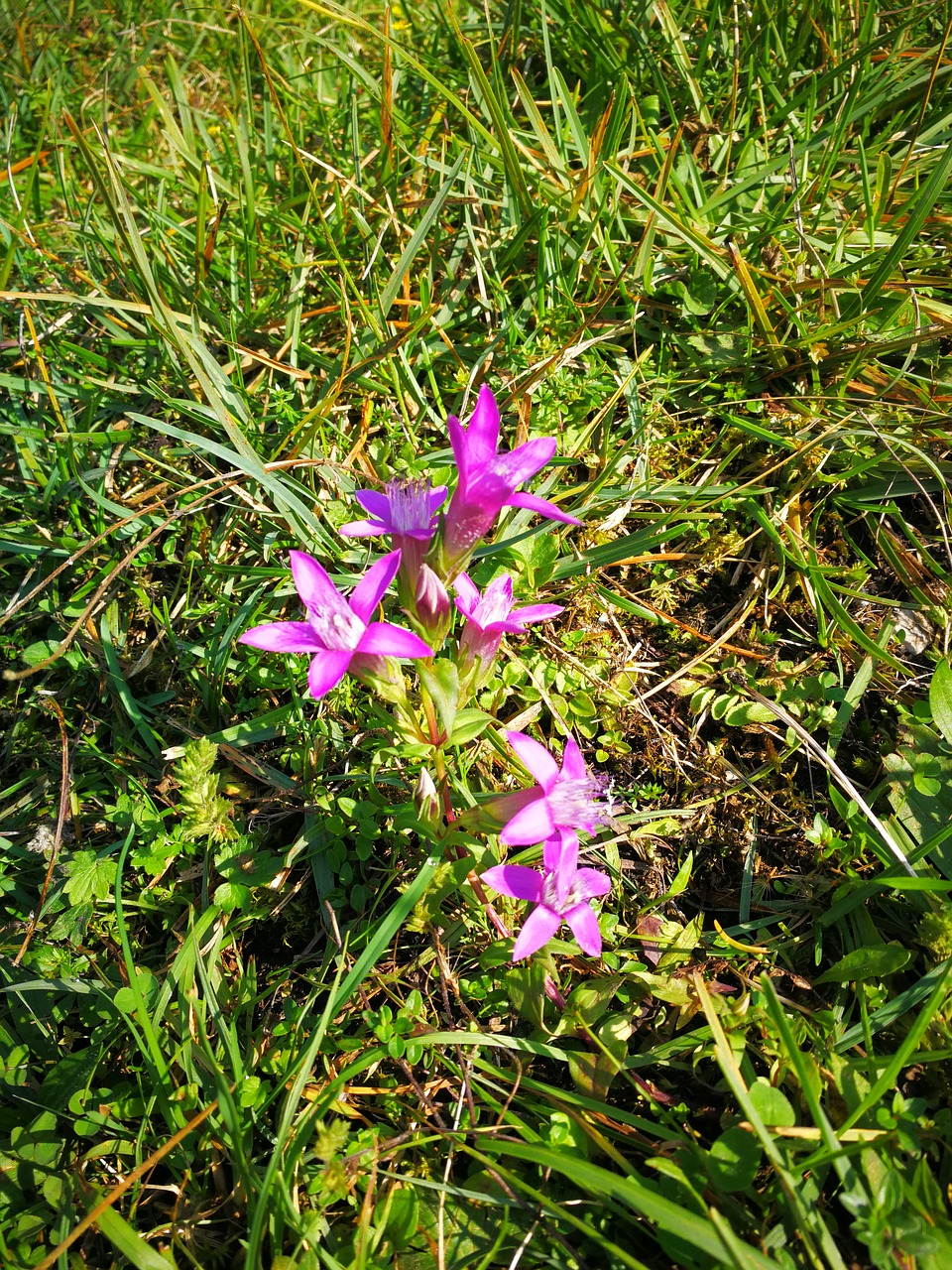 Kalnų Gėlė, Alpių Gėlės, Gentian Tipo, Laukinė Gėlė, Nemokamos Nuotraukos,  Nemokama Licenzija