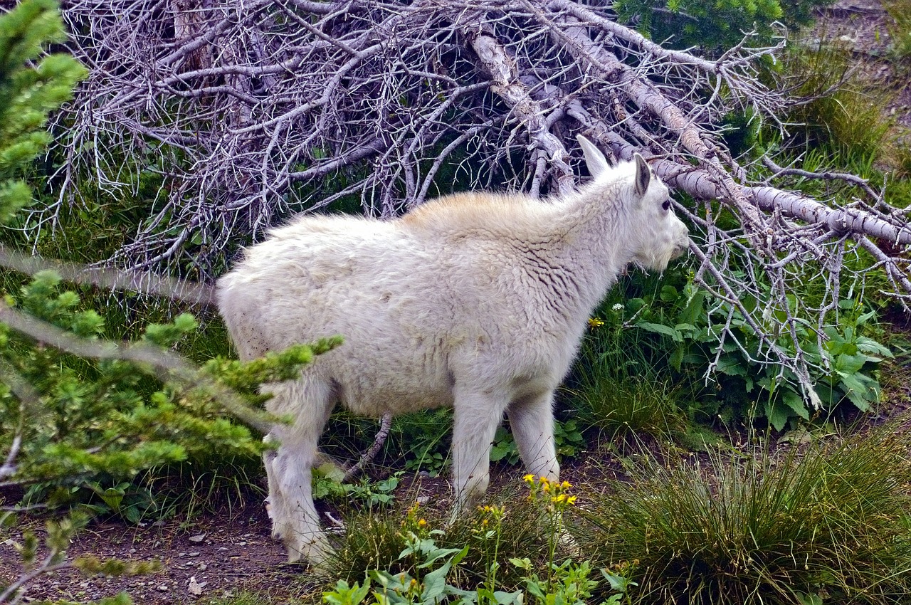 , Nemokamos Nuotraukos,  Nemokama Licenzija