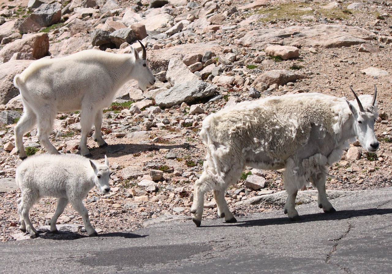 Kalnų Ožkos,  Mt,  Evans,  Koloradas, Nemokamos Nuotraukos,  Nemokama Licenzija