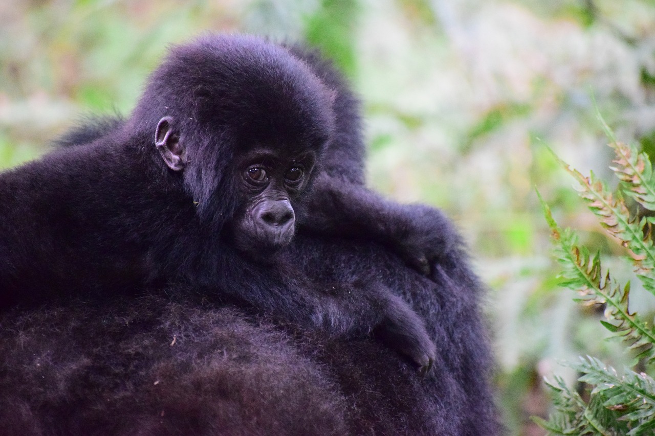Kalnų Gorila, Uganda, Primatas, Ape, Gorila, Miškas, Afrika, Kūdikis, Kalnas, Laukinė Gamta