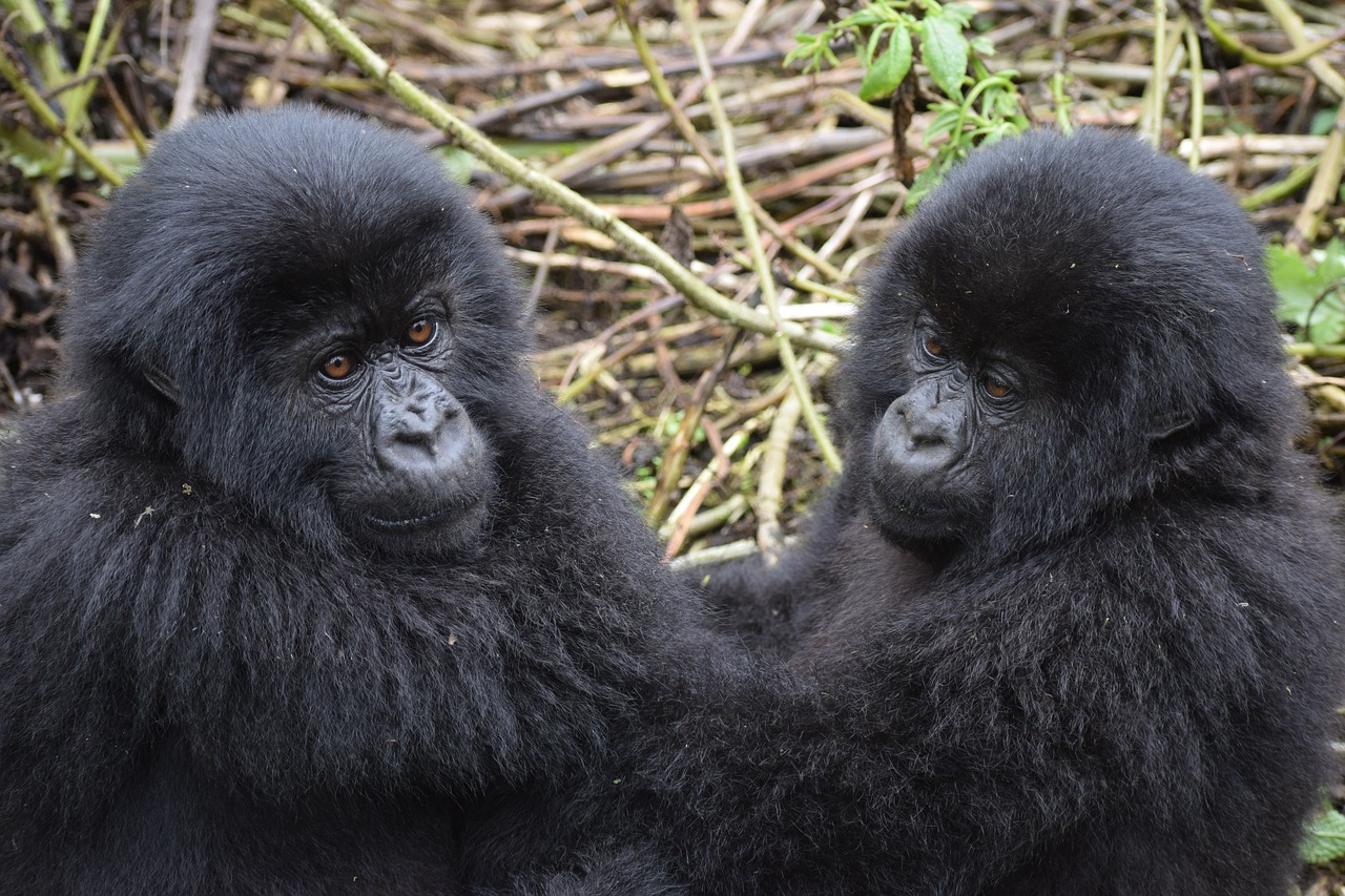 Mountain Gorilla,  Ugandoje,  Gyvūnijos,  Kūdikių,  Gyvūnų Kūdikis,  Kelionė,  Afrikoje,  Atogrąžų Miškai, Nemokamos Nuotraukos,  Nemokama Licenzija