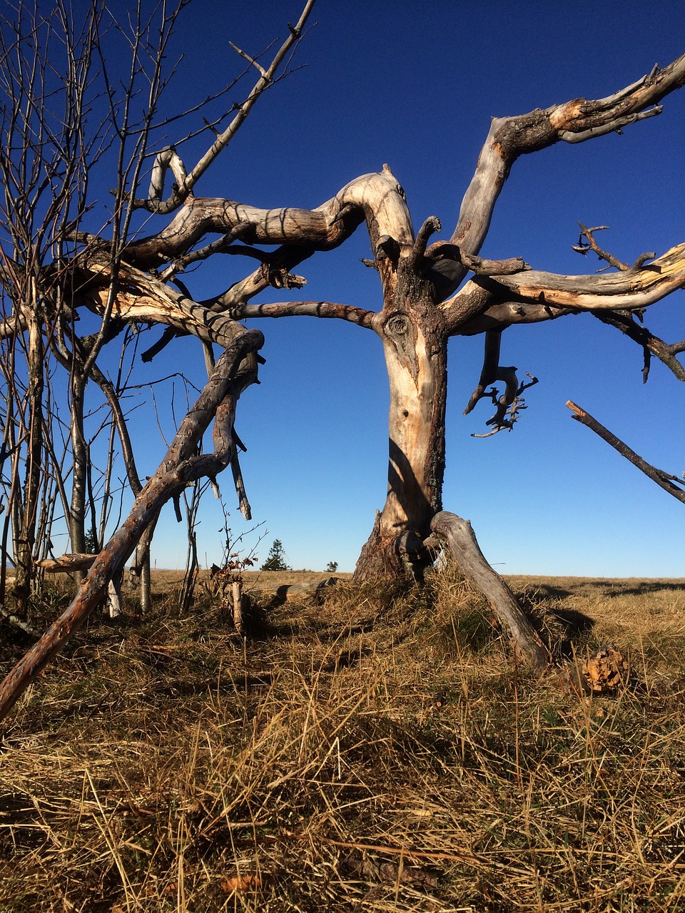 Kalnų Aukštis, Medis, Senas, Žurnalas, Miręs, Kahl, Gnarled, Nemokamos Nuotraukos,  Nemokama Licenzija