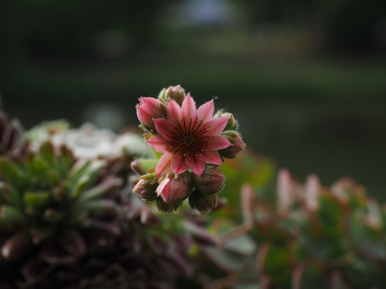 Kalnų Houseleek, Sempervivum, Žiedas, Žydėti, Rožinis, Makro, Augalas, Gėlė, Pistil, Žiedadulkės