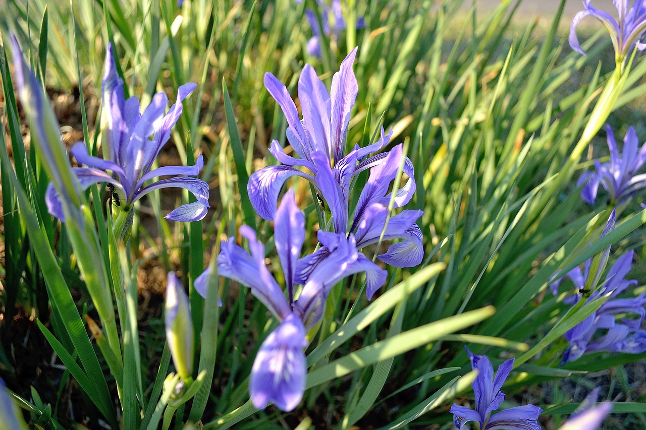 Kalnų Iris, Gėlės, Flora, Gražios Gėlės, Kalnų Gėlės, Pavasario Gėlės, Nemokamos Nuotraukos,  Nemokama Licenzija