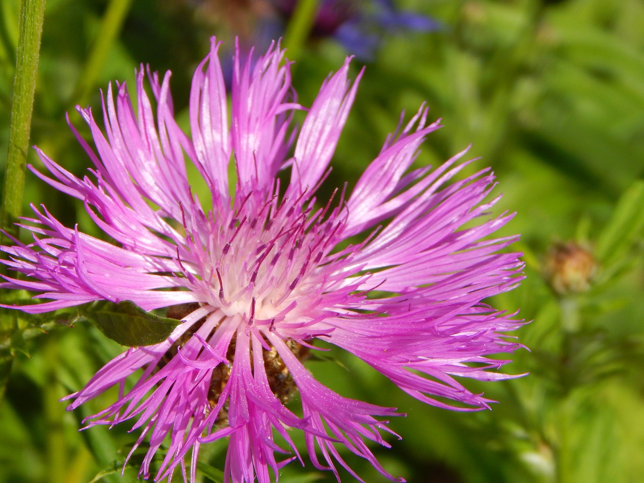 Kalnų Knapweed, Žiedas, Žydėti, Gėlė, Vasara, Sodas, Rugiagėlė, Rožinis, Augalas, Gamta