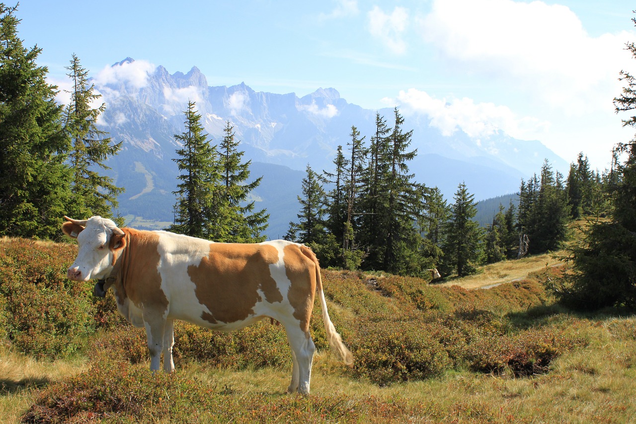 Kalnų Peizažas, Karvė, Austria, Kalnai, Ganykla, Alpių, Nemokamos Nuotraukos,  Nemokama Licenzija