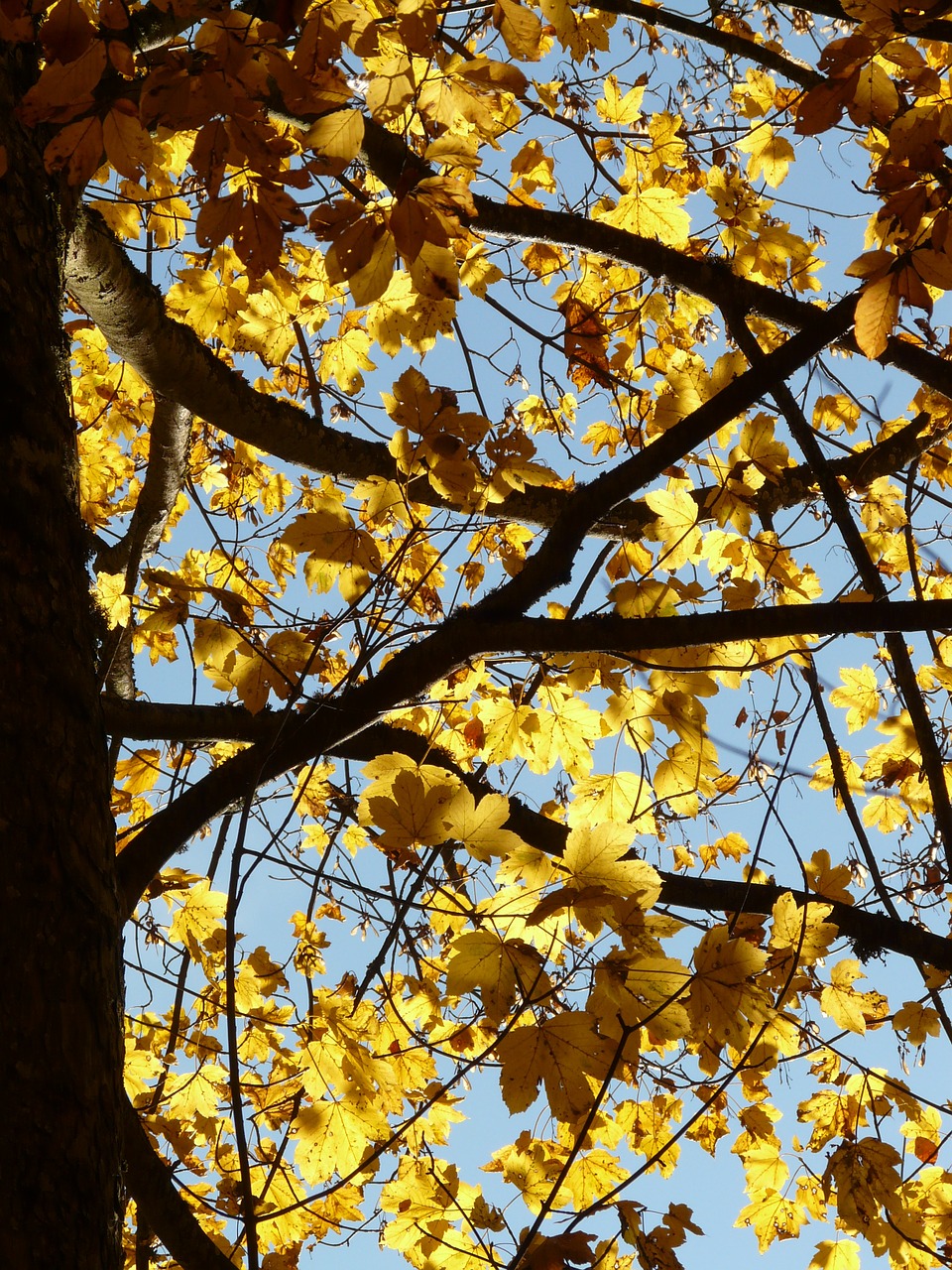 Kalnų Klevas, Acer Pseudoplatanus, Klevas, Acer, Lapuočių Medis, Aukso Ruduo, Auksinis Spalio Mėn ., Ruduo, Spalio Mėn, Miškas