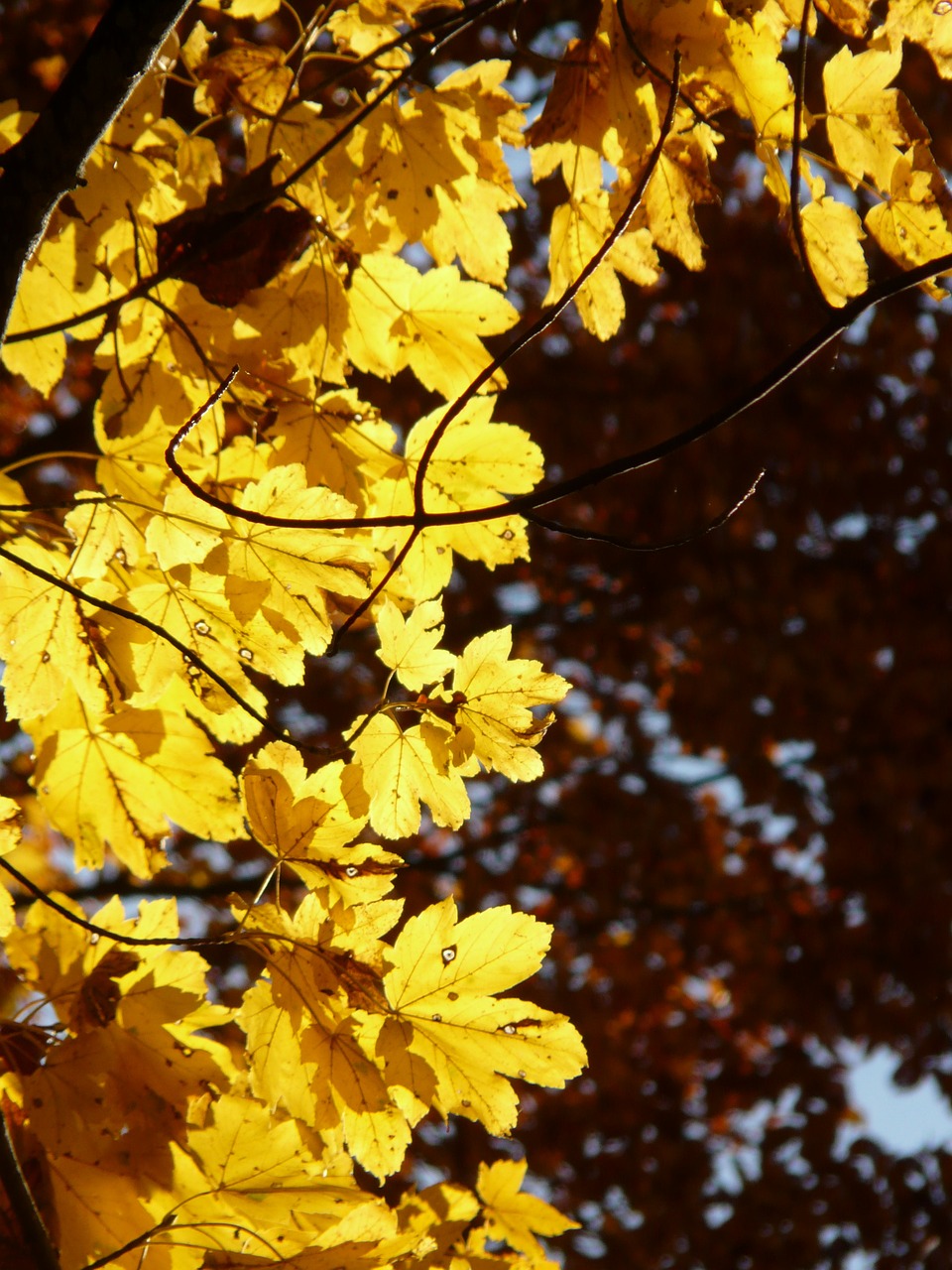 Kalnų Klevas, Acer Pseudoplatanus, Klevas, Acer, Lapuočių Medis, Aukso Ruduo, Auksinis Spalio Mėn ., Ruduo, Spalio Mėn, Miškas