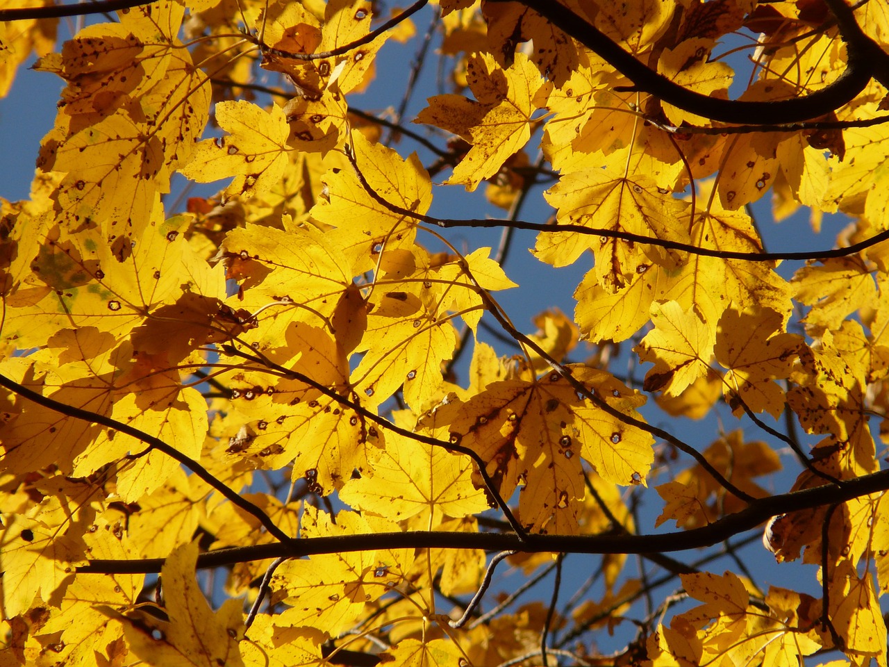 Kalnų Klevas, Acer Pseudoplatanus, Klevas, Acer, Lapuočių Medis, Aukso Ruduo, Auksinis Spalio Mėn ., Ruduo, Spalio Mėn, Miškas