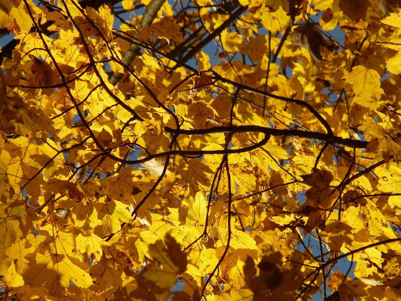 Kalnų Klevas, Acer Pseudoplatanus, Klevas, Acer, Lapuočių Medis, Aukso Ruduo, Auksinis Spalio Mėn ., Ruduo, Spalio Mėn, Miškas